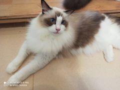 -猫在这儿猫咪咖啡馆·撸猫馆