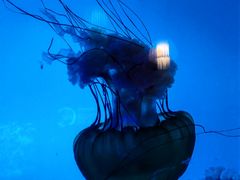 -太平洋海底世界