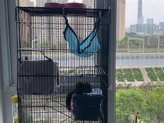 -青石桥花鸟鱼虫市场(叠翠城店)