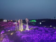 -大塘金香草谷