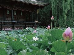 -桂湖森林公园