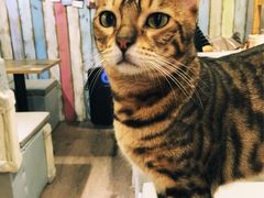 -小时光咖啡馆(开森度假森林店)