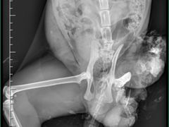 -欧奕国际动物医院