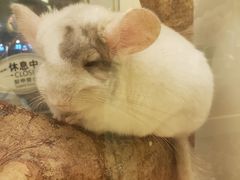 -龙猫仔乐园(惠福东路店)