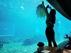 -涛·海底餐厅·美人鱼·自助餐·海底隧道(三亚海棠湾洲际度假酒店)
