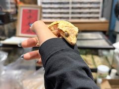 -酷以爬仙阁实体爬宠店·守宫·蜥蜴·专业繁育