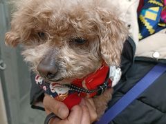 -美联众合动物医院·24h京西诊疗中心