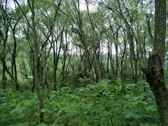 -西湖风景区-江洋畈生态公园