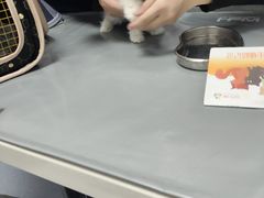 -宠物星动物医院·眼科·异宠·猫科(江南大道总院)