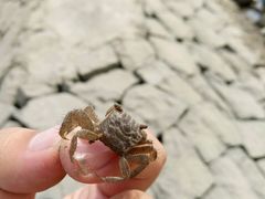 -瀛洲公园