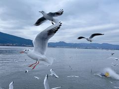 -海埂大坝