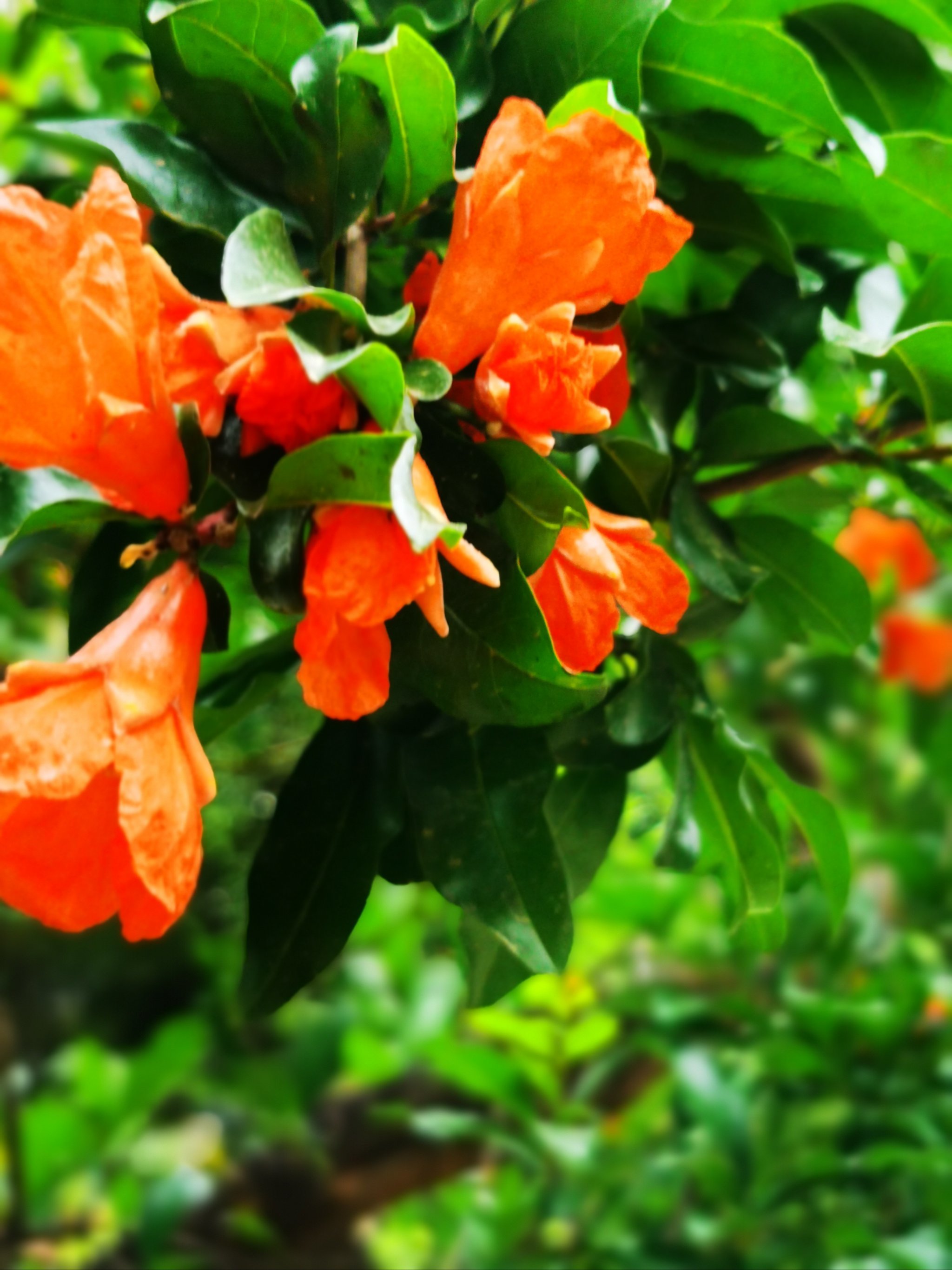 红五月,火红的石榴花