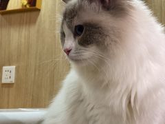 -MOCHA明星猫咖(田子坊店)