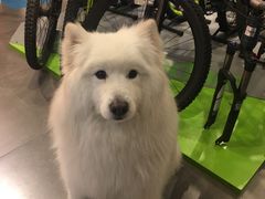 -上海魅力单车cannondale