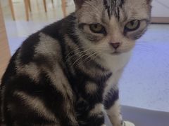 -喵园·猫主题咖啡厅·撸猫·猫咖(国贸店)