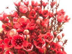 -循礼门鲜花花市(武汉循礼门店)