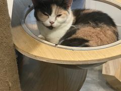 -楼上猫咖(罗湖店)
