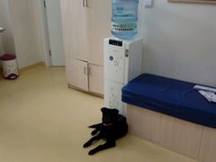 -芭比堂动物医院·犬猫全科·异宠专科(雁塔分院)
