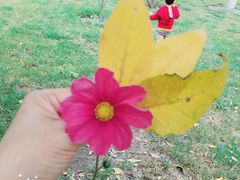 -武清南湖绿博园