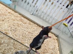 -怪兽屋·羊驼·猫咖·狗咖(俊华广场店)