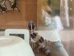 -酷以爬仙阁实体爬宠店·守宫·蜥蜴·专业繁育