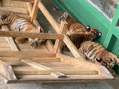 -秦皇岛野生动物园
