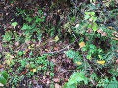 -五营红松林海景区