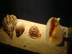 -亚龙湾中心广场·贝壳馆