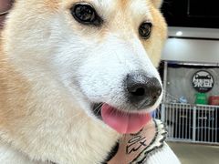 -逗柴咖啡屋·狗咖猫咖宠物桌游