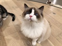 -CAT’S MEWSTAR CAFE·喵星球猫屋(晴湾咖啡店)