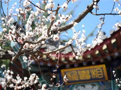 -龙口南山旅游景区