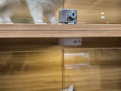 -猫十亿·布偶金渐层·曼基康矮脚猫舍(青年路店)