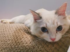 -Bastet sally猫舍购宠(静安店)