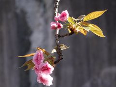 -高东镇樱花园