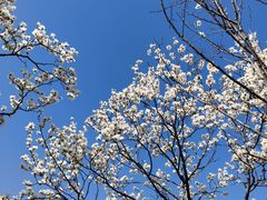 -梅花山(明孝陵内)