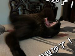 -美联众合动物医院·24h转诊中心