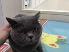 -子乐宠物医院