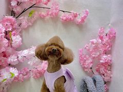 -宠物梦想家(日月豪庭店)