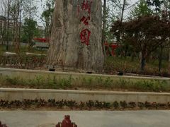 -神仙树公园