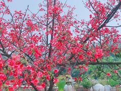 -南丹山森林王国