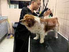 -FAELING PETS美天灵宠物(富力广场店)