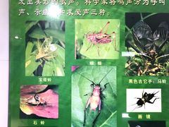 -上海昆虫博物馆