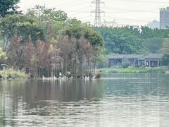 -海珠湖公园