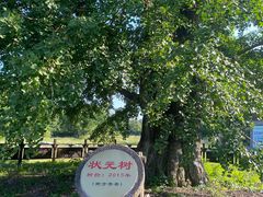 -千年银杏谷文化旅游区