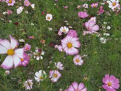 -皇粮浜湿地公园