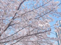 -西北湖绿化广场