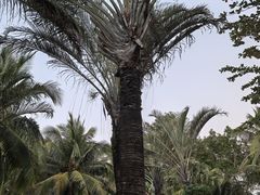 -三亚海棠湾万丽度假酒店