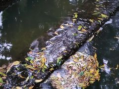 -成都市活水公园