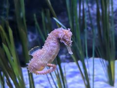 -暹罗海洋世界