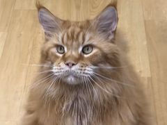 -藏猫猫咖啡主题馆(中央大道店)